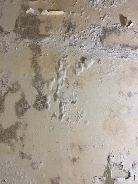 Best Fast Mold Removal  in Everett, MA