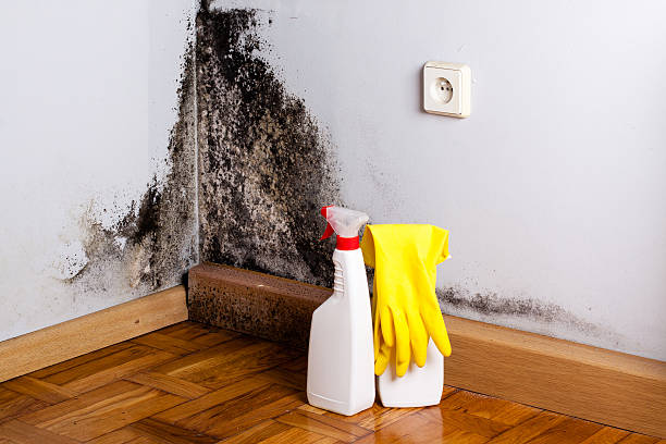 Best Crawl Space Mold Removal  in Everett, MA